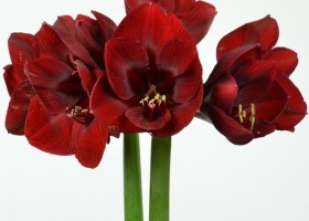 hippeastrum Premiere (1)